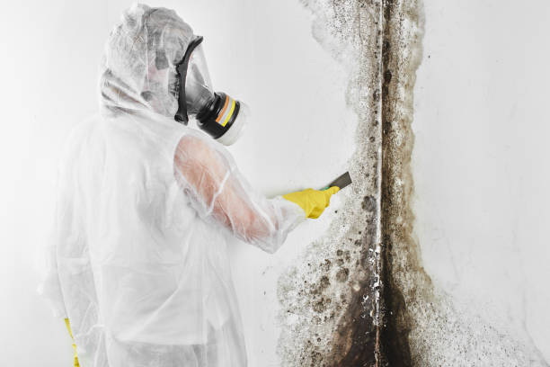 Best Best Mold Removal Companies  in Fox Farm College, WY