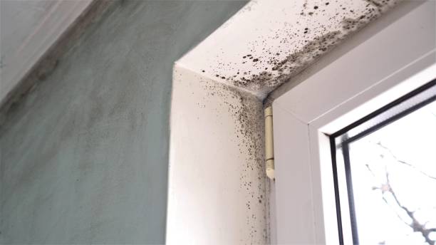 Best Certified Mold Removal  in Fox Farm College, WY