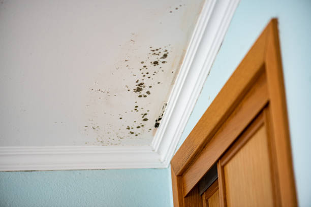 Best Crawl Space Mold Removal  in Fox Farm College, WY