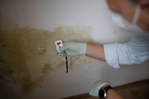 Best Fast Mold Removal  in Fox Farm College, WY
