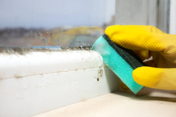 Best Commercial Mold Removal  in Fox Farm College, WY