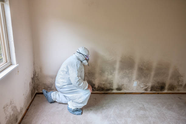 Best Toxic Mold Removal  in Fox Farm College, WY