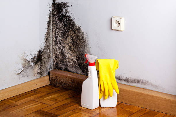  Fox Farm College, WY Mold Removal Pros