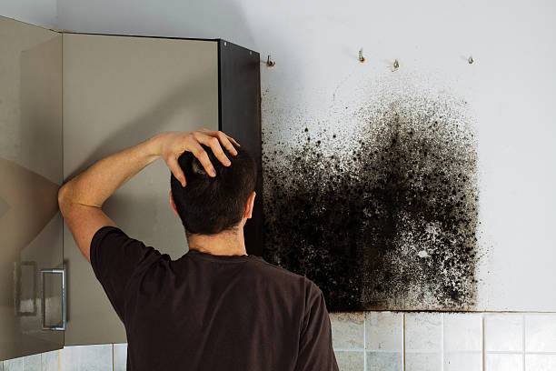 Best Black Mold Removal  in Fox Farm College, WY