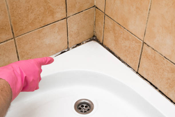 Best Local Mold Removal Service  in Fox Farm College, WY